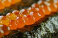 Macro Shot of Masago on Seaweed Royalty Free Stock Photo
