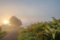 Golden Sunrise on a Mist-Clad Path Royalty Free Stock Photo