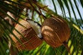 Fresh Coconuts Hanging on Tree with One Split Open Royalty Free Stock Photo