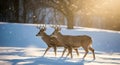 two majestic deer gracefully traverse a snow-covered landscape during a gentle snowfall, bathed in the warm glow of sunlight Royalty Free Stock Photo