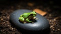 Green Tree Frog Relaxing on a Smooth Stone in a Natural Habitat Royalty Free Stock Photo