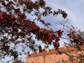 Spring Blossoms at Wawel Royal Castle, Krakow - POLAND - EU