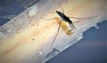 Water boatman, pond skating at Potteric Carr. Royalty Free Stock Photo