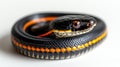 An image capturing the entire body of an orange and black king cobra snake on a white background. Royalty Free Stock Photo