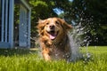 An image capturing the joy and excitement of a dog being washed with a garden hose outdoors on a sunny day, showcasing the playful