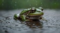 Raindrop Serenity: Marsh Frog in the Rain with Glistening Skin and Water Splashes Royalty Free Stock Photo