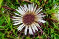 Image of Carline thistle - Carlina acaulis Royalty Free Stock Photo