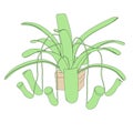 Image of carnivorous plant Royalty Free Stock Photo