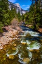 Cascading river next to stunning Yosemite mountains surrounded by pine trees Royalty Free Stock Photo
