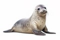 Image of caspian seal on white background, Mammals, Wildlife Animals. Illustration, Generative AI
