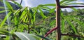 Image of cassava leaves with a forest view