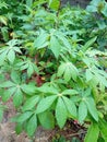 Image of cassava leaves with red stems and wet leaves exposed to rain