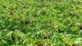 Image of Cassava plantation in the field.Young shoots of green cassava.Tapioca fields on natural background. Grow cassava. Season