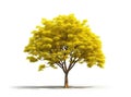 Image of cassia fistula tree on a white background. Illustration, Generative AI