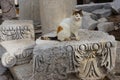 Cat and ancient stones in Izmir Turkey