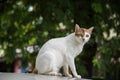 Image of a cat in the neture blackground , thai cat , pets