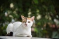 Image of a cat in the neture blackground , thai cat , pets Royalty Free Stock Photo