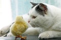 Image of cat sniffing cautiously chicken Royalty Free Stock Photo