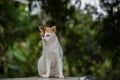 Image of a cat Stare at the victim , thai cat