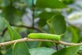 Image of Caterpillar of common nawab butterfly or Manduca rustica Caterpillar on nature background. Insect. Animal. Caterpillar Royalty Free Stock Photo