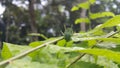 Image of Caterpillar of common nawab butterfly (Polyura athamas) or Dragon-Headed Caterpillar on nature background.