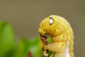 Image of Caterpillar Oleander Hawk-moth Daphnis nerii. Royalty Free Stock Photo