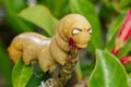 Image of Caterpillar Oleander Hawk-moth Daphnis nerii. Royalty Free Stock Photo