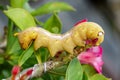 Image of Caterpillar Oleander Hawk-moth Daphnis nerii Royalty Free Stock Photo