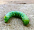 This is image of caterpillar.which is cought from closeup.