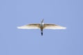 Image of cattle egret flying in the sky. Bird, Wild Animals