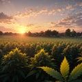 a farm field at sunset.