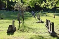 Image of a cemetery. Tombstones in a park in summer. Cultur and religion. God and death.