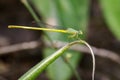 Image of Ceriagrion coromandelianum dragonfly.