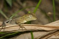 Image of chameleon on a brown leaf. Reptile. Animal