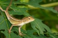 Image of chameleon on a green leaf. Reptile