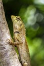 Image of chameleon or lizard on nature background.