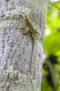 Image of chameleon on trees. Reptile