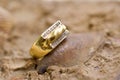 image of cheap used ring bijouterie on sea shell