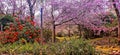 An image of cherry blossom at the garden in Kaitoke in New Zealand Royalty Free Stock Photo