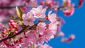 Image Cherry blossom tree macro detail with pink blue background Royalty Free Stock Photo