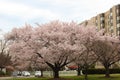 Cherry Blossom Trees, Buds, Leaves Royalty Free Stock Photo