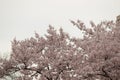 Cherry Blossom Trees, Buds, Leaves Royalty Free Stock Photo
