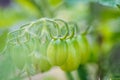 Cherry tomatoes grow in the garden. Cherry tomatoes begin to ripen on the bush.