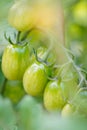 Cherry tomatoes grow in the garden. Cherry tomatoes begin to ripen on the bush.