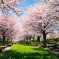 Cherry tree blossom explosion in Hurd Park, Dover, New Jersey. Same trees, with green summer foliage, can be found by Royalty Free Stock Photo