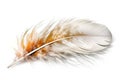 Image of chicken feather on white background. Farm animals. Illustration. Generative AI