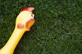 Image of chicken grass background Royalty Free Stock Photo