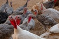 Chicken and Turkey bird farming.Turkey organic home farm.The Midget White Turkey Perfect Homestead. big fat turkey in the farm yar