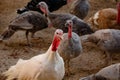 Chicken and Turkey bird farming.Turkey organic home farm.The Midget White Turkey Perfect Homestead. big fat turkey in the farm yar