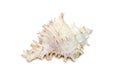 Image of chicore us ramosus, common name the ramose murex or branched murex, is a species of predatory sea snail, a marine